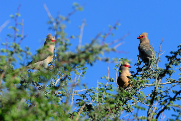 Red faced mousbirds in a tree