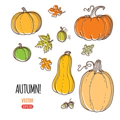 autumn vector harvest template