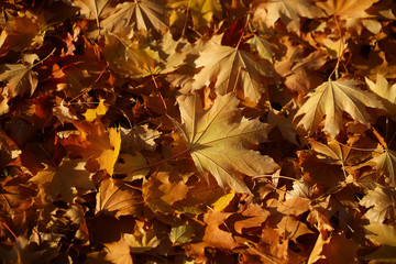 Blanket of fallen maple leaves