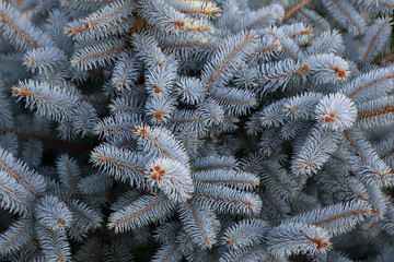 Naklejka na ściany i meble Beautiful blue spruce needles
