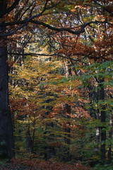 Autumn timber land