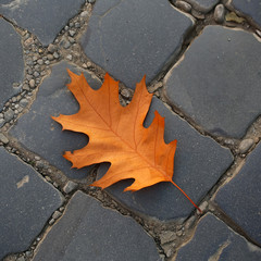 One fallen oak leaf