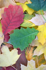 Colorful blanket of fallen leaves