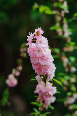 pink Delphinium in spring garden, tall attractive flower with big stems.