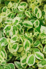 Variegated Red Twig Dogwood - shrub with multicolored leaves, red shtems and attractive berries, leaves close up in spring garden