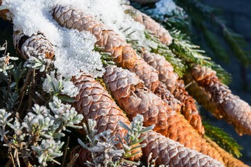 Fichtenzapfen im Schnee
