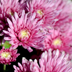 Pink Chrysanthemum (Dendranthemum grandifflora) in closed-up.