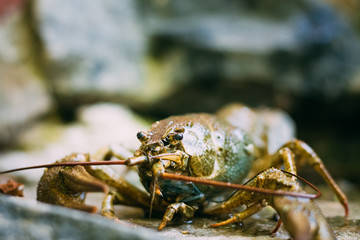 Wild Signal crayfish is sitting on stone