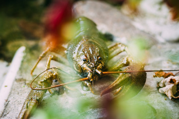 Wild Signal crayfish is sitting on stone.