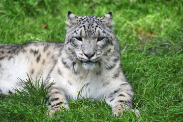Closeup of the snow leopard in green grass