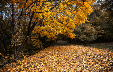 Autumn road