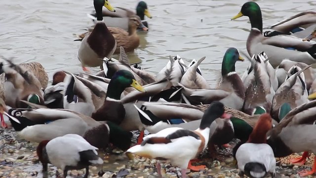 Mallard Ducks eating Seed