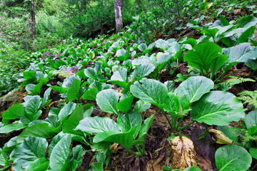 Thickets Bergenia in the Altai Mountains