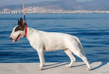 Bullterrier standing on sea background
