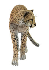 Big Cat Cheetah