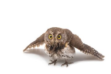 Oriental scops owl isolate on white background