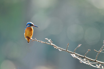 止まり木のカワセミ