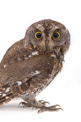 Oriental scops owl isolate on white background