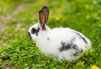 Obraz premium Rabbit in green grass on the farm