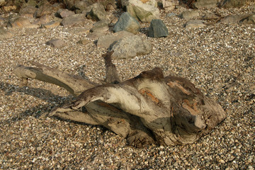 Treibgut Holz
