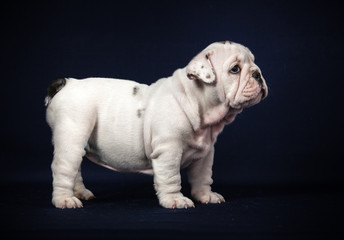 ENGLISH Bulldog puppy on dark background