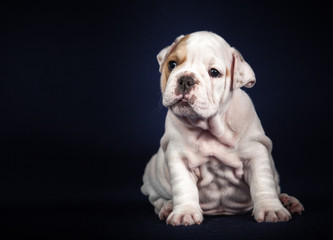 ENGLISH Bulldog puppy on dark background