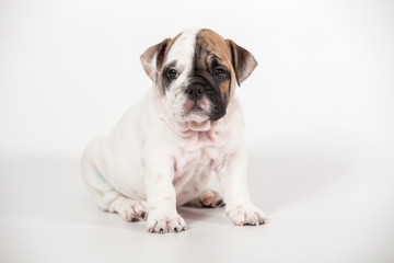 ENGLISH Bulldog puppy on white background