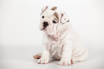 Fototapeta premium ENGLISH Bulldog puppy on white background