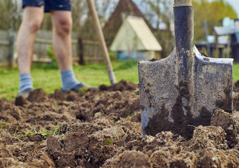 Shovel stuck into the ground against a young man digging the earth to plant potatoes