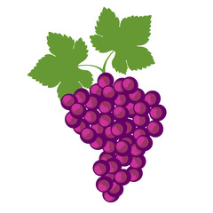 Fototapeta premium Vector fruits illustration. Detailed icons of grape with leaves, isolated over white background. Series of fruits and vegetables illustrations.