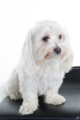 Maltese sitting, panting, isolated on white