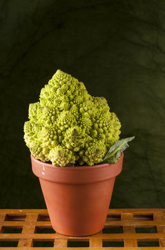 Romanesco cauliflower in clay pot