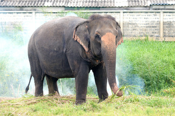Elephant in Thailand