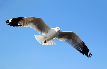 Obraz premium Seagull flying in beautiful sky