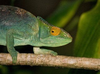 Chameleon sitting on a branch. Madagascar. An excellent illustration. Close-up.