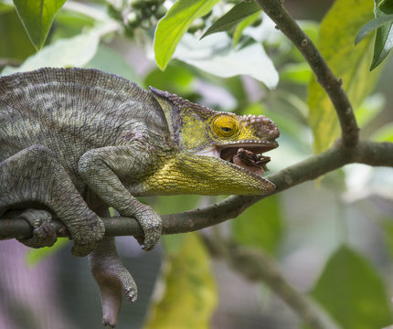 Chameleon eating insect. Close-up. Madagascar. An excellent illustration