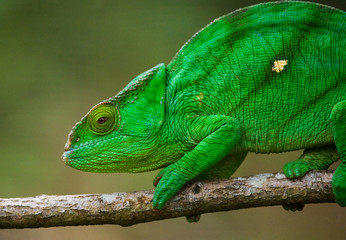 Naklejka na ściany i meble Chameleon sitting on a branch. Madagascar. An excellent illustration. Close-up.