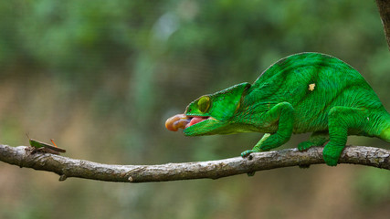 Chameleon at hunt insect. Long tongue chameleon. Madagascar. An excellent illustration. Close-up.