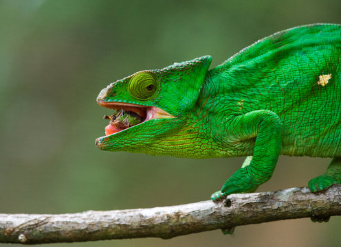 Chameleon eating insect. Close-up. Madagascar. An excellent illustration.