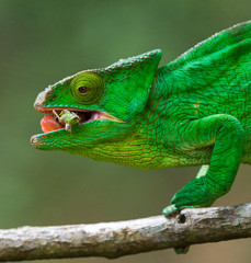 Chameleon eating insect. Close-up. Madagascar. An excellent illustration.