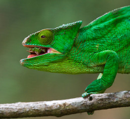 Chameleon eating insect. Close-up. Madagascar. An excellent illustration.