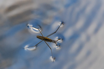 Gerris lacustris, commonly known as the common pond skater, nature