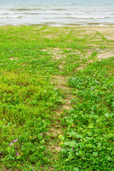 Ipomoea pes-caprae on beach. It is also known as bayhops, beach morning glory or goat's foot.