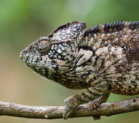 Chameleon sitting on a branch. Madagascar. An excellent illustration. Close-up.