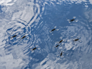 Gerris lacustris, commonly known as the common pond skater, nature
