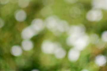 Obraz premium Bokeh from flower