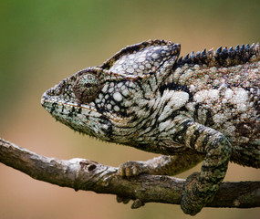 Chameleon sitting on a branch. Madagascar. An excellent illustration. Close-up.