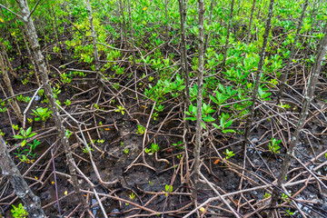 Abundant mangrove and swamp forest. Mangrove plants are found in Chumphon province, Southern Thailand.