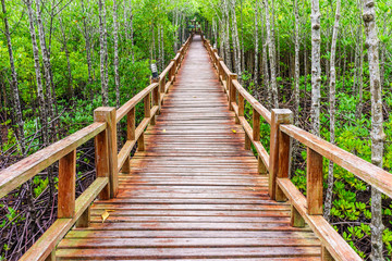 Wooden walkway in abundant mangrove forest of Thailand. For nature walks to study coastal plants and animals.