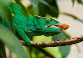 Chameleon at hunt insect. Long tongue chameleon. Madagascar. An excellent illustration. Close-up.